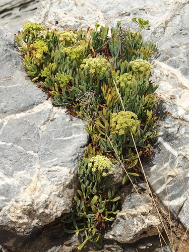 Crithmum maritimum (Samphire) — photo