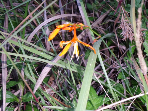 Crocosmia aurea (Copper tips) — photo