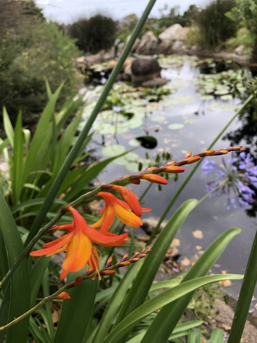 Crocosmia x crocosmiiflora (Cape saffron) — photo