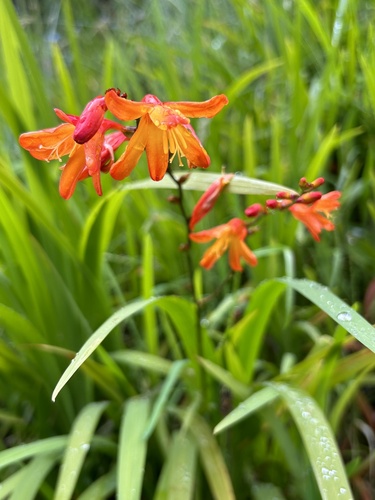 Crocosmia x crocosmiiflora (Cape saffron) — photo