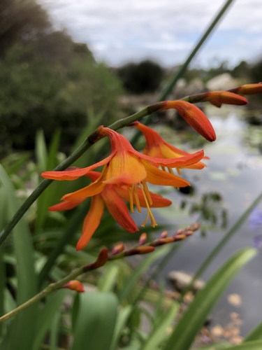 Crocosmia x crocosmiiflora