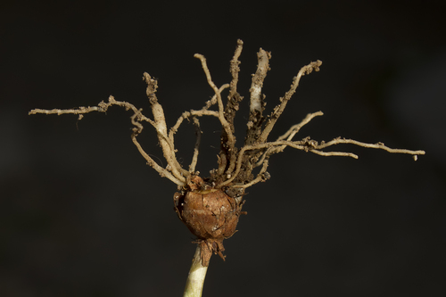 Crocus adanensis — photo