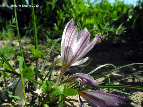Crocus aleppicus — photo