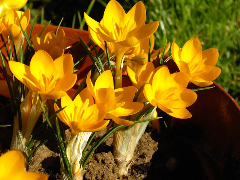 Crocus ancyrensis (Cigdem) — photo
