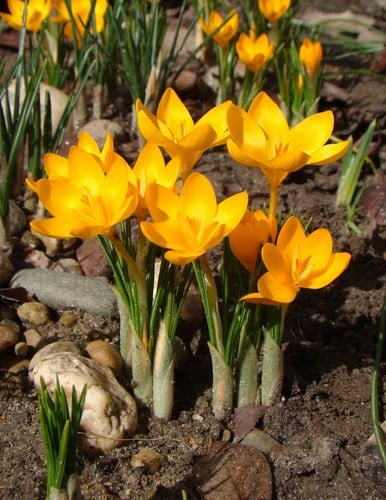 Crocus ancyrensis