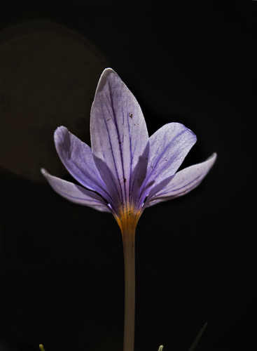 Crocus biflorus