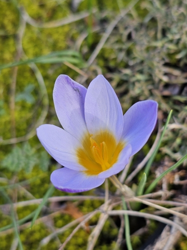 Crocus biflorus subsp. crewei — photo