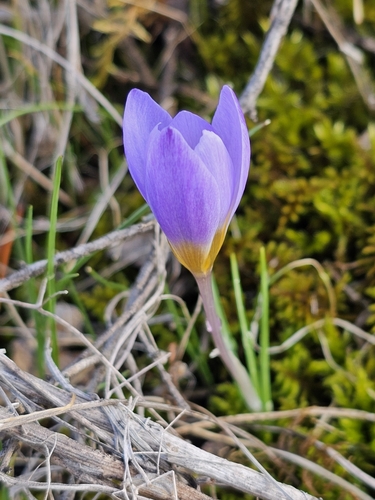 Crocus biflorus subsp. tauri — photo