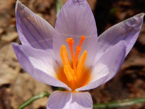 Crocus biflorus (Scotch crocus) — photo