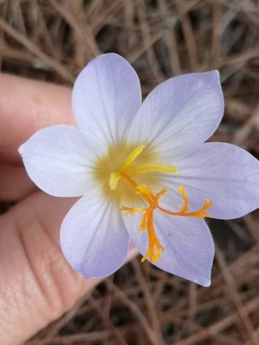 Crocus cancellatus