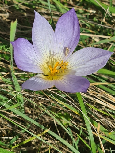 Crocus cancellatus (Cross-barred crocus) — photo