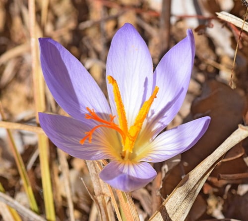 Crocus cancellatus subsp. damascenus