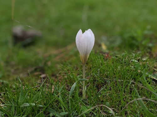 Crocus cancellatus subsp. damascenus — photo