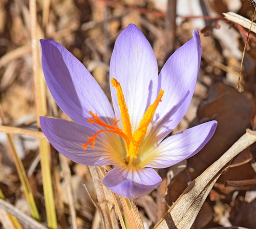 Crocus cancellatus (Cross-barred crocus) — photo