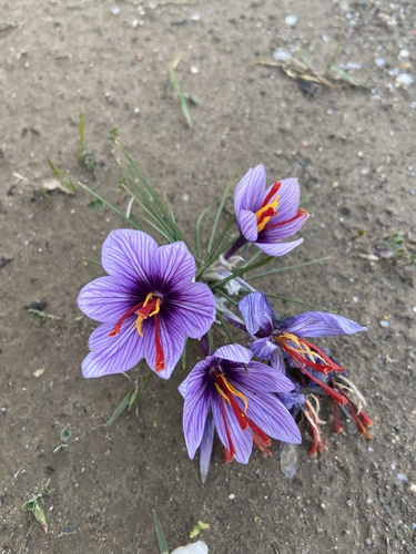 Crocus cartwrightianus (Wild saffron crocus) — photo