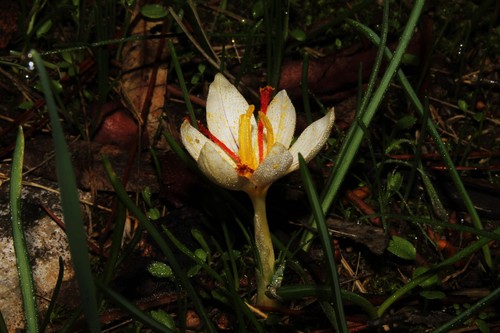 Crocus cartwrightianus