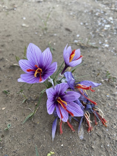 Crocus cartwrightianus (Wild saffron crocus) — photo