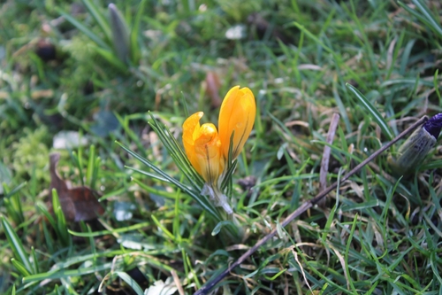 Crocus flavus (Yellow crocus) — photo