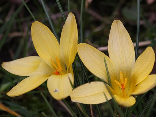 Crocus flavus