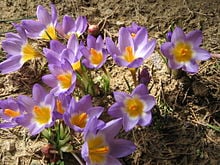 Crocus haussknechtii — photo