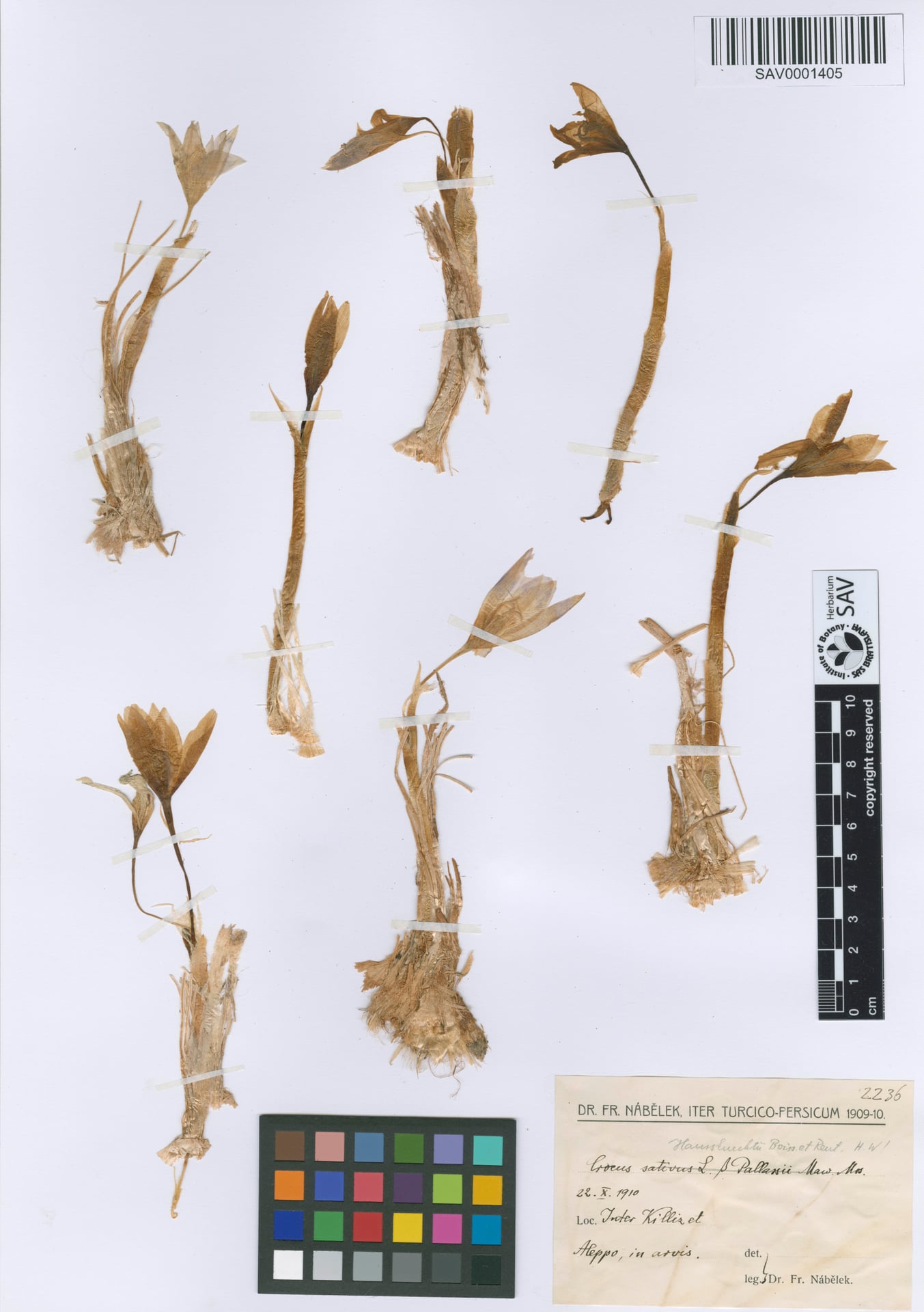 Crocus haussknechtii — photo