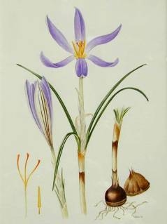 Crocus haussknechtii