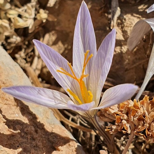 Crocus hermoneus (Um qais) — photo