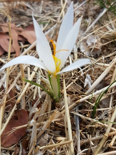 Crocus hermoneus