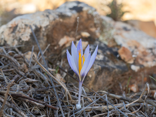 Crocus hermoneus (Um qais) — photo
