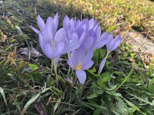 Crocus kotschyanus — photo