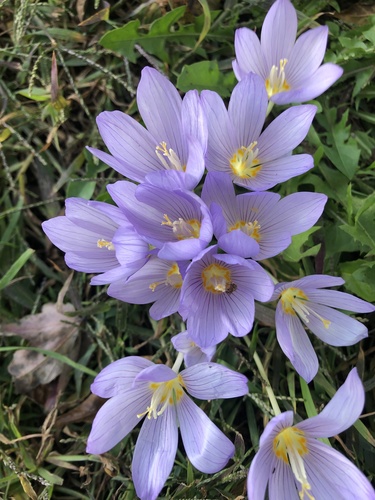 Crocus kotschyanus — photo