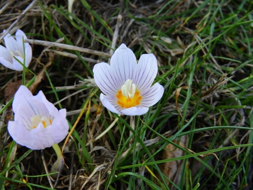 Crocus kotschyanus