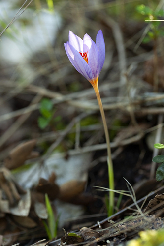 Crocus longiflorus (Wild saffron) — photo