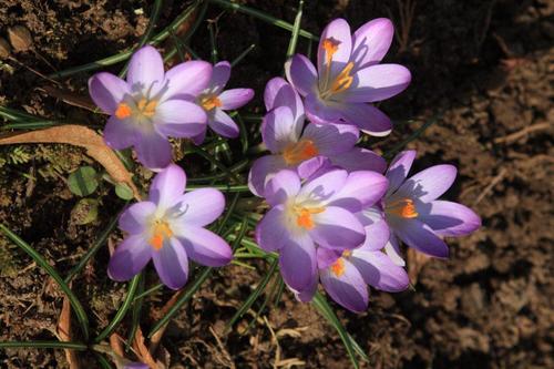Crocus longiflorus