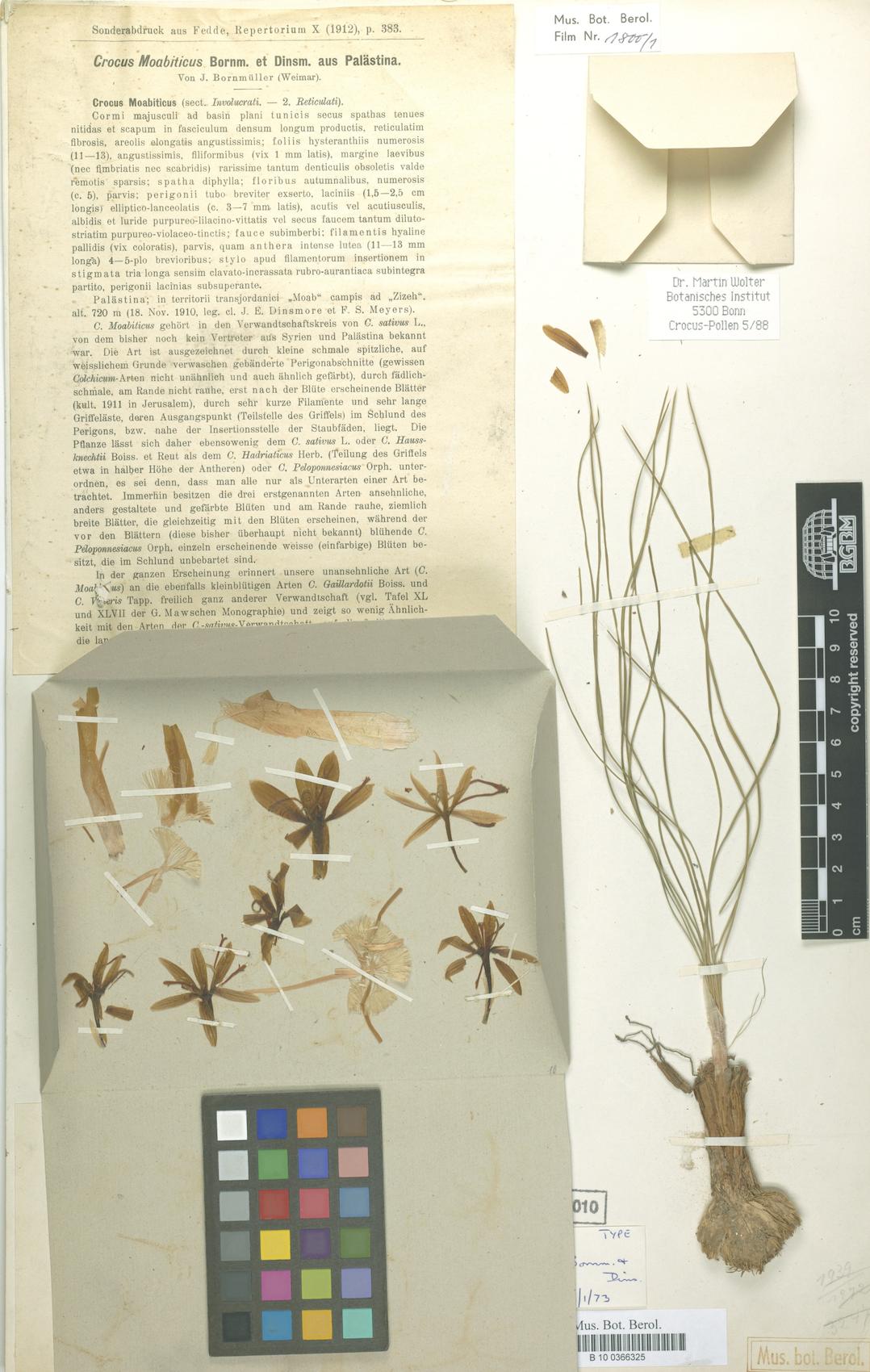 Crocus moabiticus — photo