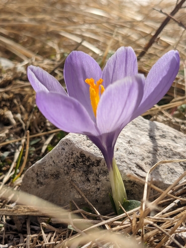 Crocus neapolitanus (Crocus) — photo