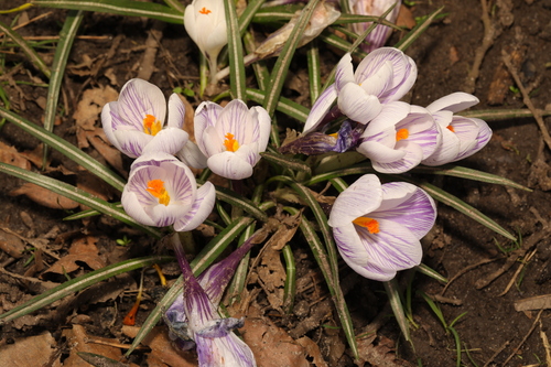 Crocus neapolitanus (Crocus) — photo