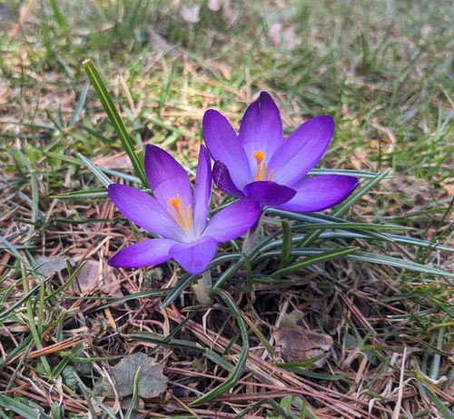 Crocus neapolitanus