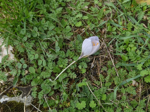Crocus nudiflorus (Autumn crocus) — photo