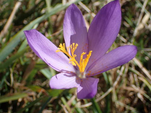 Crocus nudiflorus