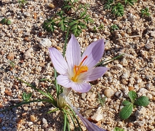 Crocus pallasii — photo