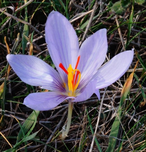 Crocus pallasii