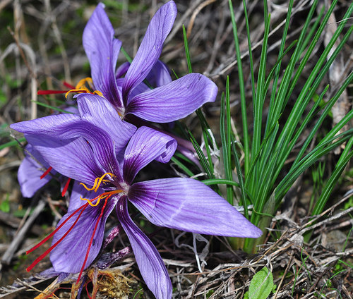 Crocus sativus (Saffron) — photo