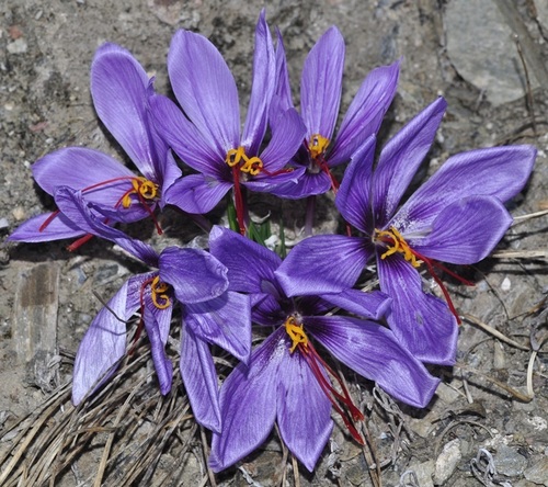 Crocus sativus (Saffron) — photo