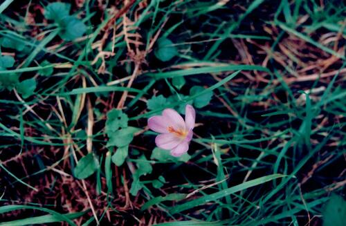 Crocus serotinus (Late crocus) — photo