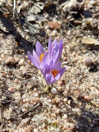 Crocus serotinus