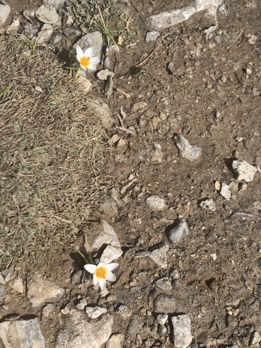 Crocus sieberi (Sieber's crocus) — photo