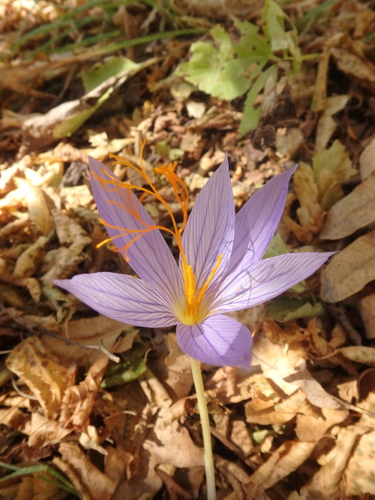 Crocus speciosus (Purple crocus) — photo