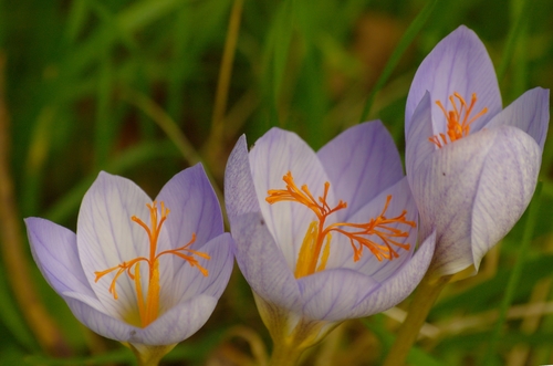 Crocus speciosus