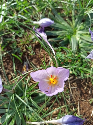Crocus thomasii — photo